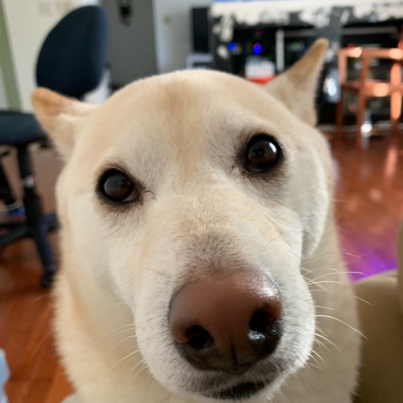 Meet your Posher, Timothy - Picture 1 of 1